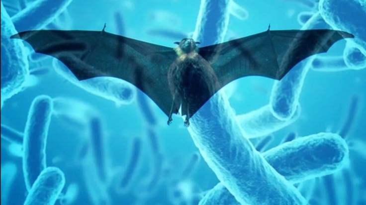 le virus Nipah refait surface