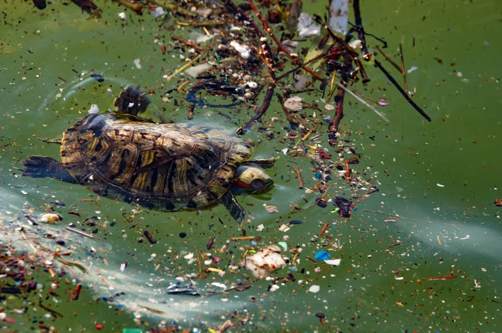 le vortex de déchets du Pacifique est tellement grand et permanent qu’un écosystème côtier y prospère